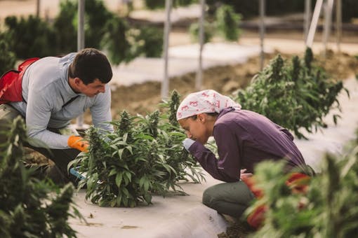 Raw Garden harvest photo essay by David Downs at Leafly