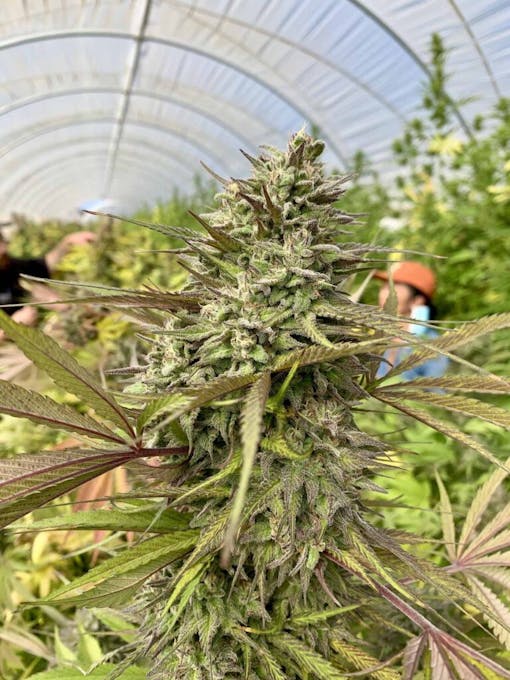 Raw Garden harvest photo essay by David Downs at Leafly