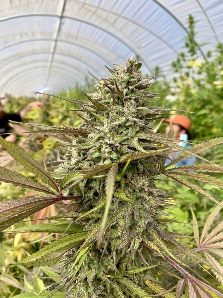 Raw Garden harvest photo essay by David Downs at Leafly