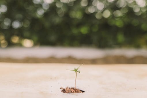 Raw Garden harvest photo essay by David Downs at Leafly