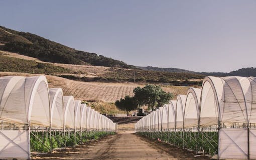 Raw Garden harvest photo essay by David Downs at Leafly