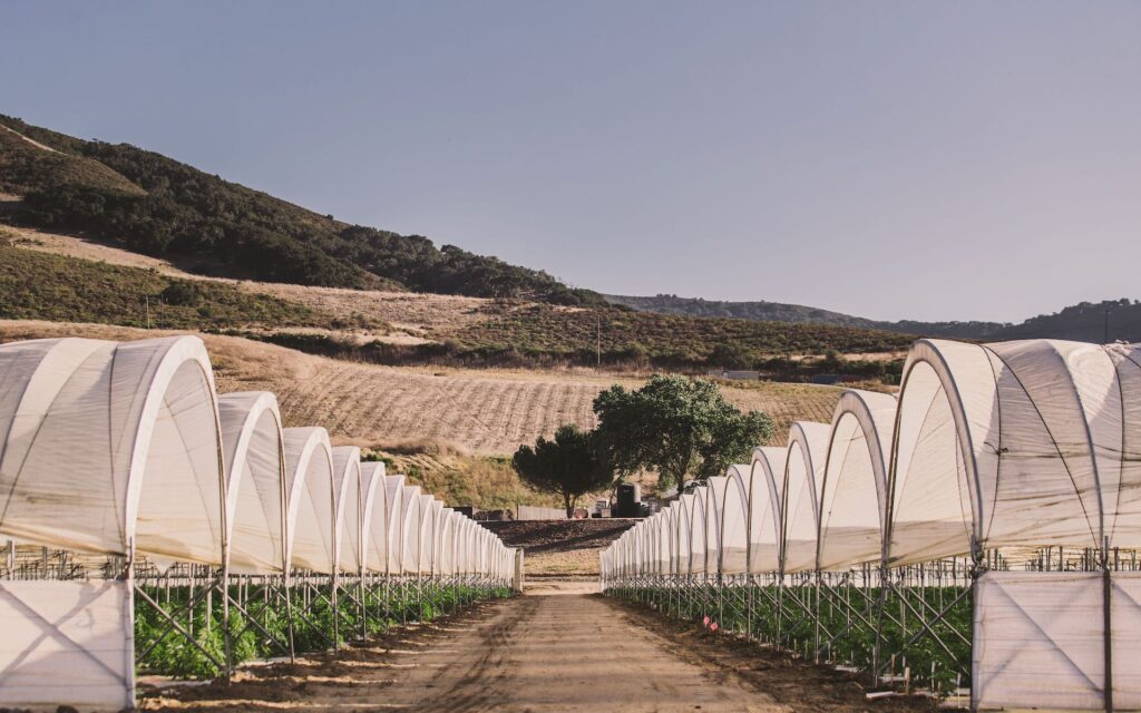 Raw Garden harvest photo essay by David Downs at Leafly