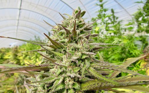 Raw Garden harvest photo essay by David Downs at Leafly