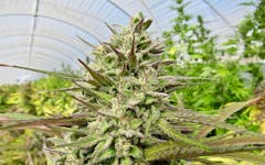 Raw Garden harvest photo essay by David Downs at Leafly