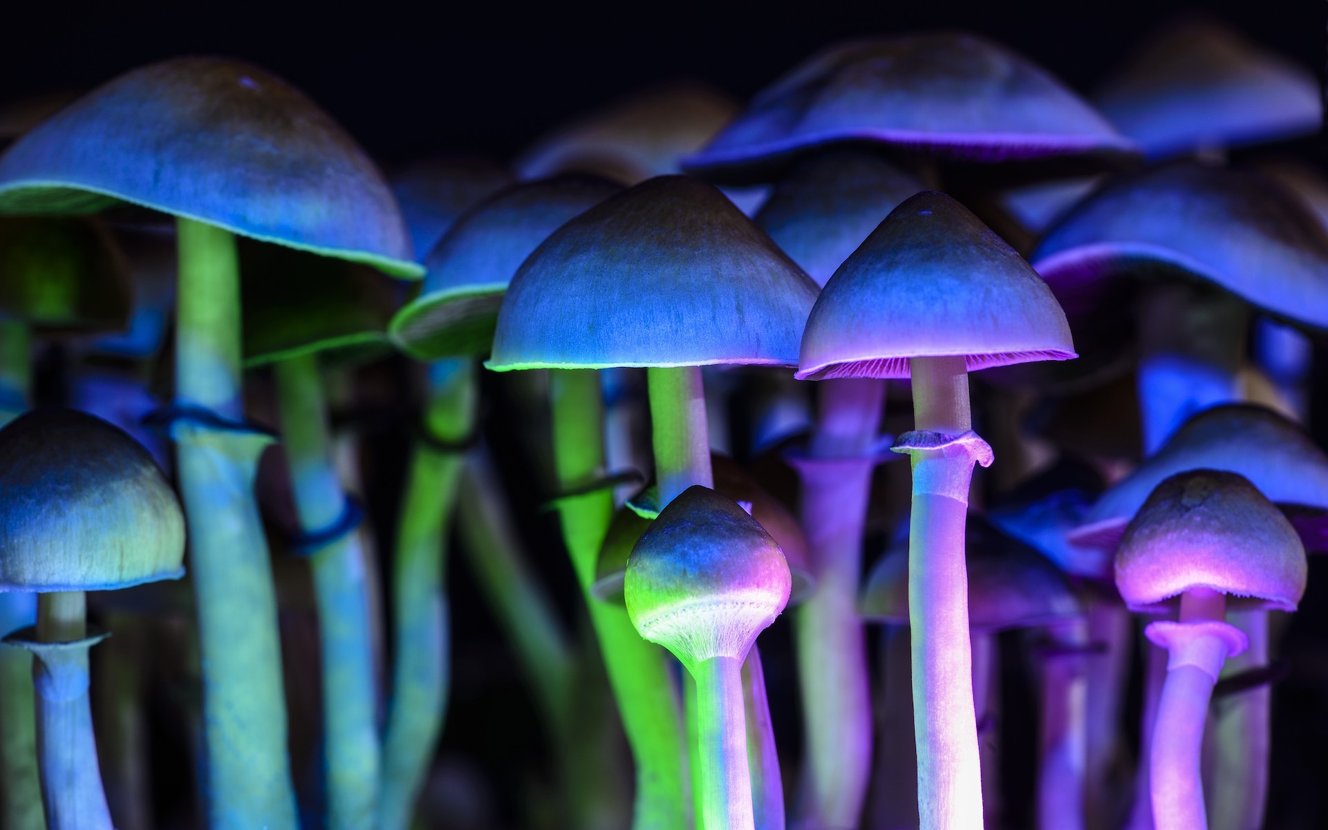 photo of Combining cannabis with psychedelic mushrooms: Recipe for mind expansion or a bad trip? image