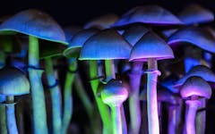 psilocybin-psychedelic-mushrooms