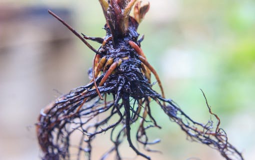 marijuana plant root rot