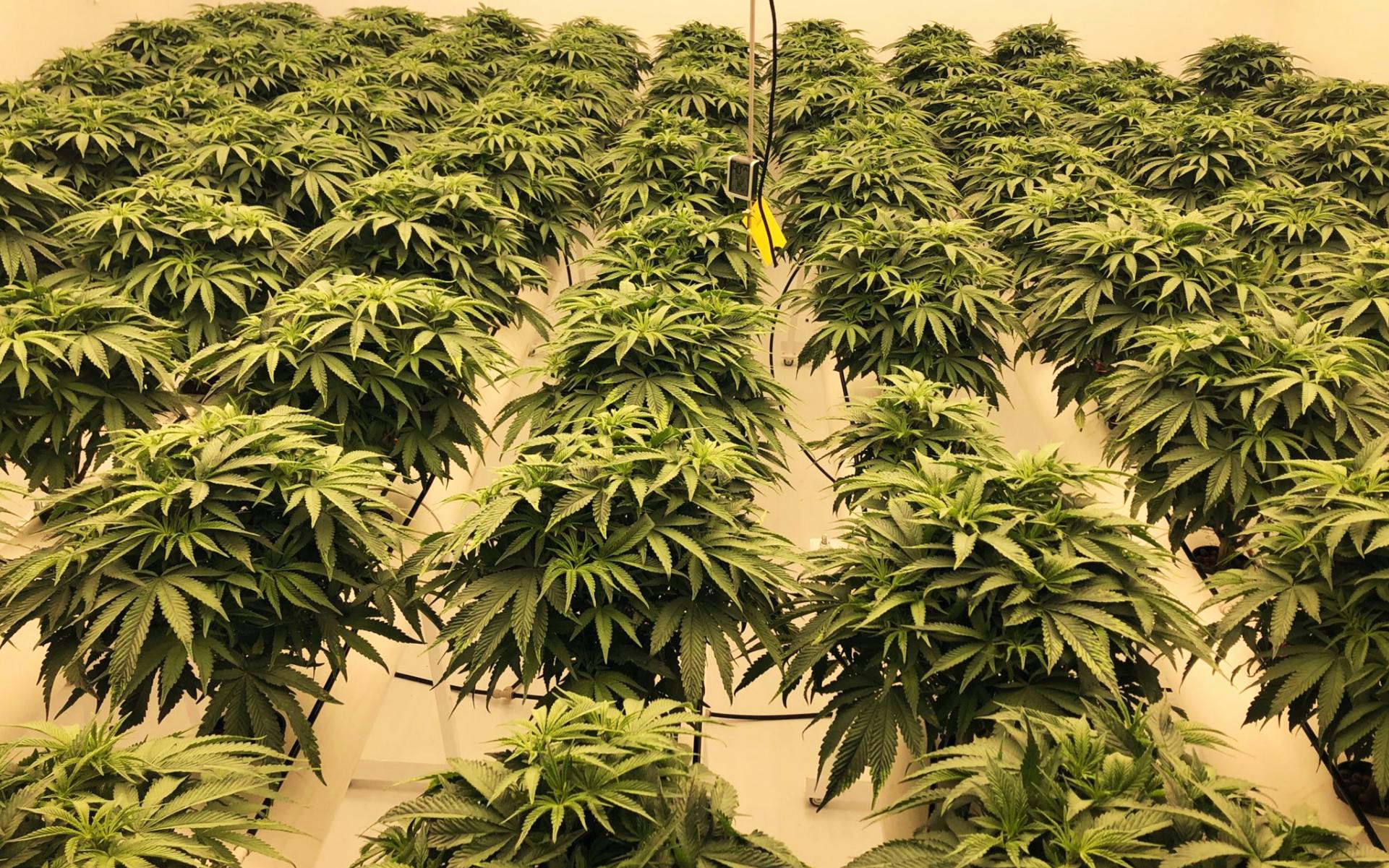 Canadian budtenders can’t get enough of these micro cannabis brands image