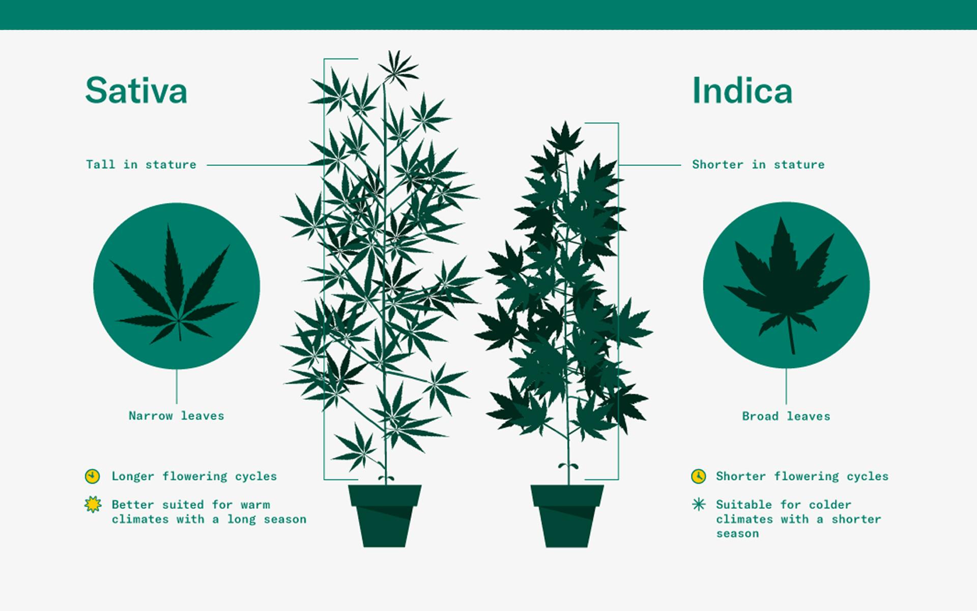 What is a sativa? Cannabis Glossary