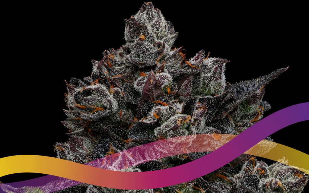 The Leafly Strain Of The Year For 2020 Is—Runtz! | Leafly