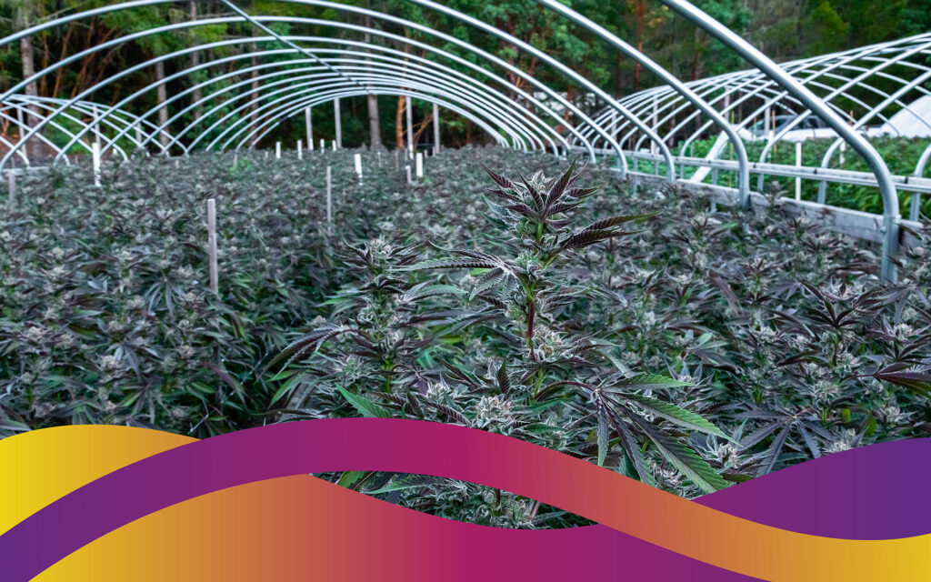 The Leafly Strain of the Year for 2020 is—Runtz! | Leafly