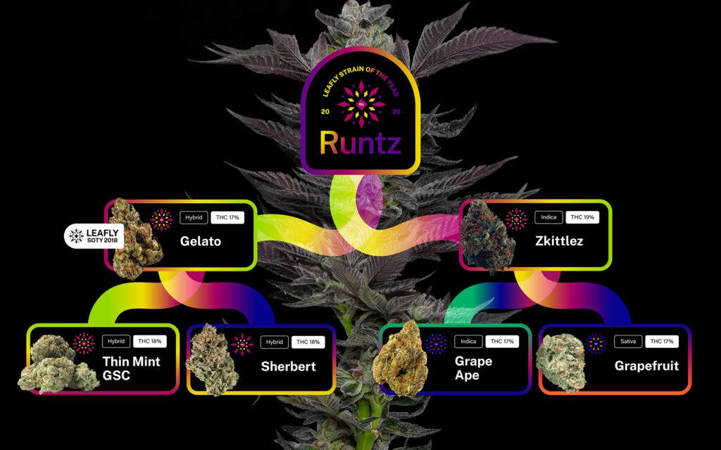 The Leafly Strain of the Year for 2020 is—Runtz! Leafly