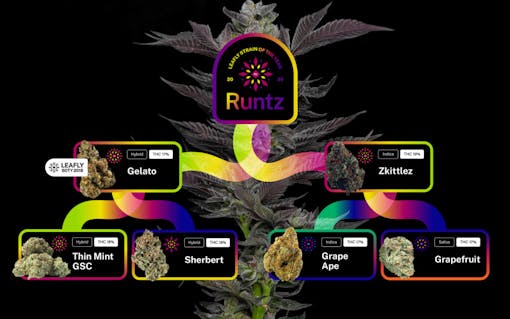 runtz, zkittlez, gelato, strain of the year, 2020