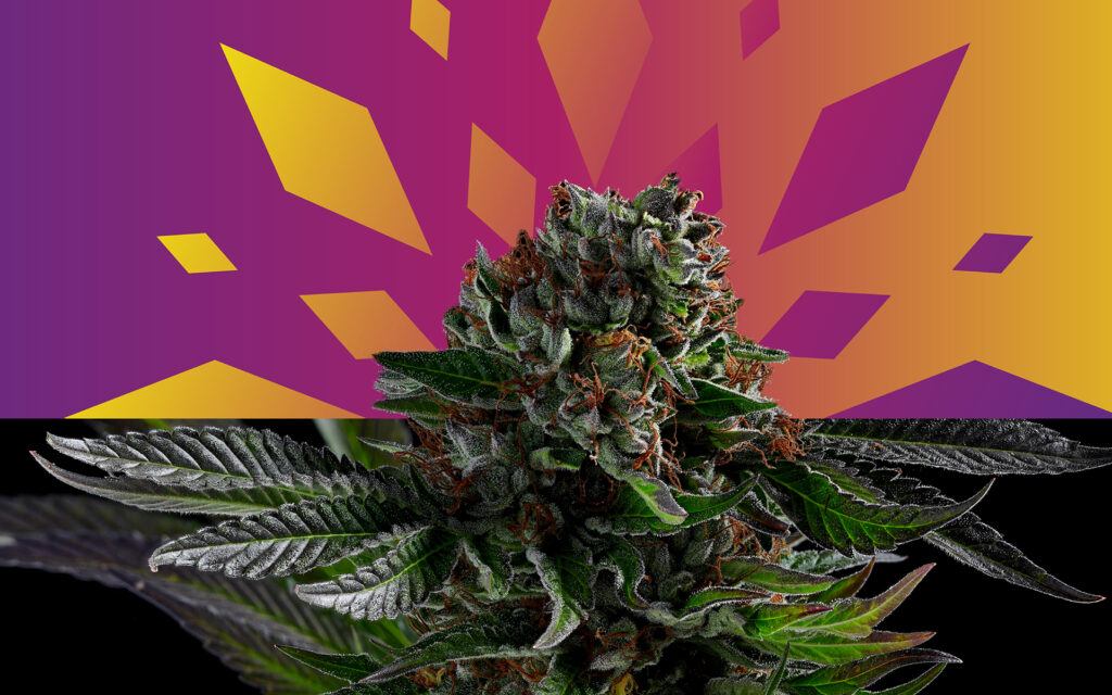 The Leafly Strain of the Year for 2020 is—Runtz! Leafly