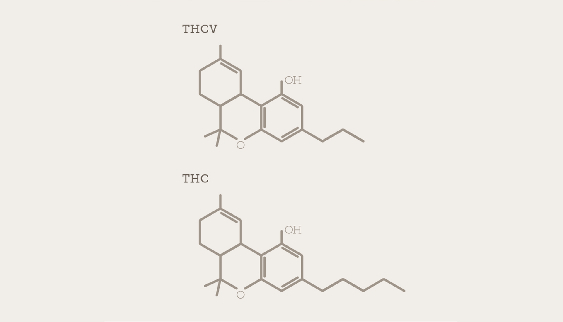 WHERE TO BUY THCV SF - Thcv|Thc|Effects|Cannabinoid|Cannabinoids|Cannabis|Strains|Cbd|Products|Research|Benefits|Receptors|Doses|Studies|Hemp|Marijuana|Cb1|Body|Tetrahydrocannabivarin|Plant|Study|People|System|Drug|Receptor|Plants|Users|Properties|Diabetes|Disease|Side|Product|Compound|Appetite|Effect|Levels|Cb2|Brain|Cbg|States|Psychoactive Effects|Cb2 Receptors|Weight Loss|Thcv Products|Low Doses|Cb1 Receptors|Endocannabinoid System|United States|High Doses|Potential Benefits|Cannabis Plants|Cb1 Receptor|Cannabinoid Receptors|Molecular Structure|Psychoactive Properties|Large Doses|Nervous System|Cannabis Plant|Cannabis Strains|Thcv Effects|Durban Poison|Farm Bill|Drug Test|View Abstract|Animal Studies|Immune System|Hemp Plants|Small Doses|High Thcv Strains|Marijuana Strains