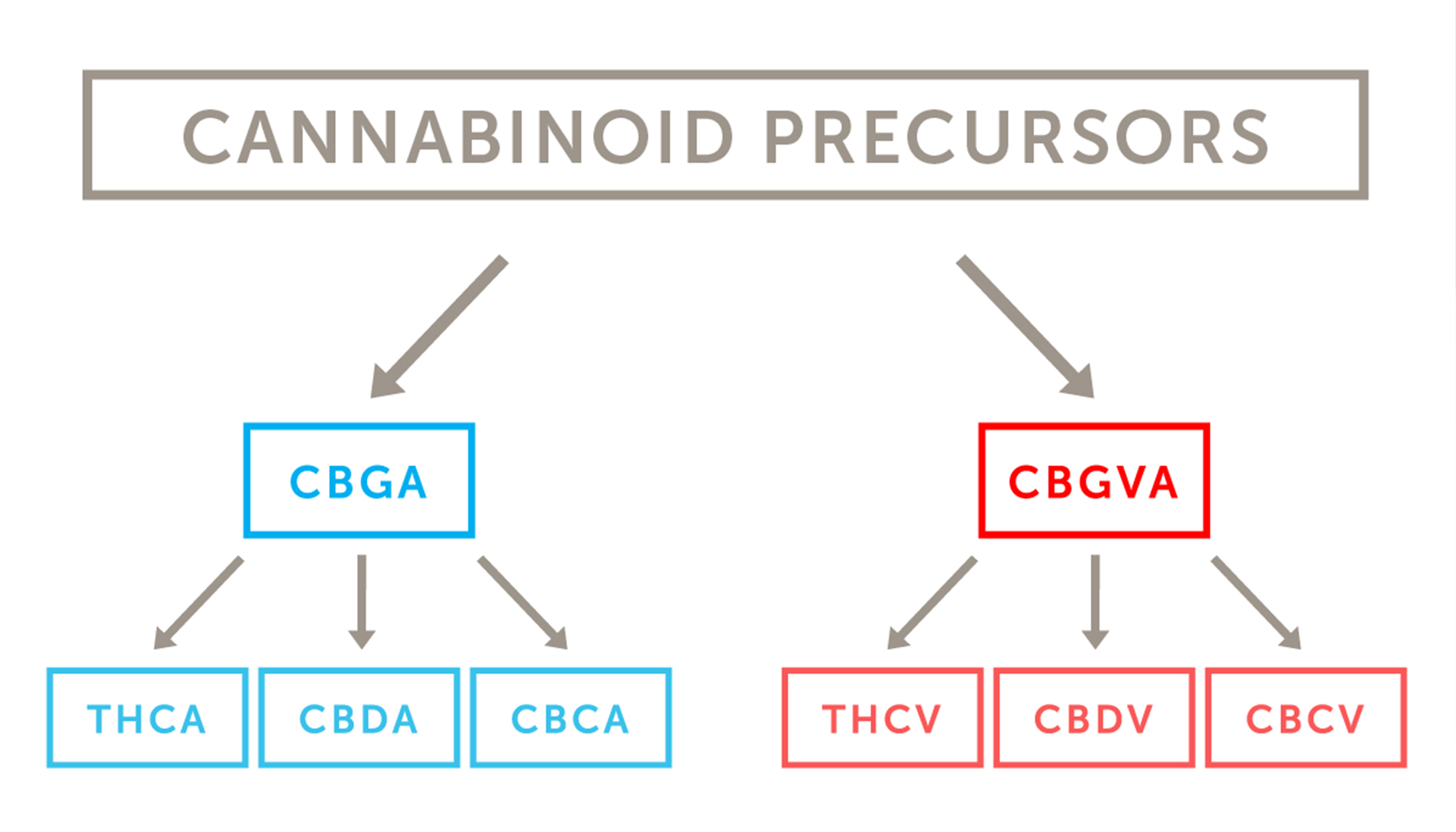 What Are Cannabinoids? | Cannabis Glossary | Leafly