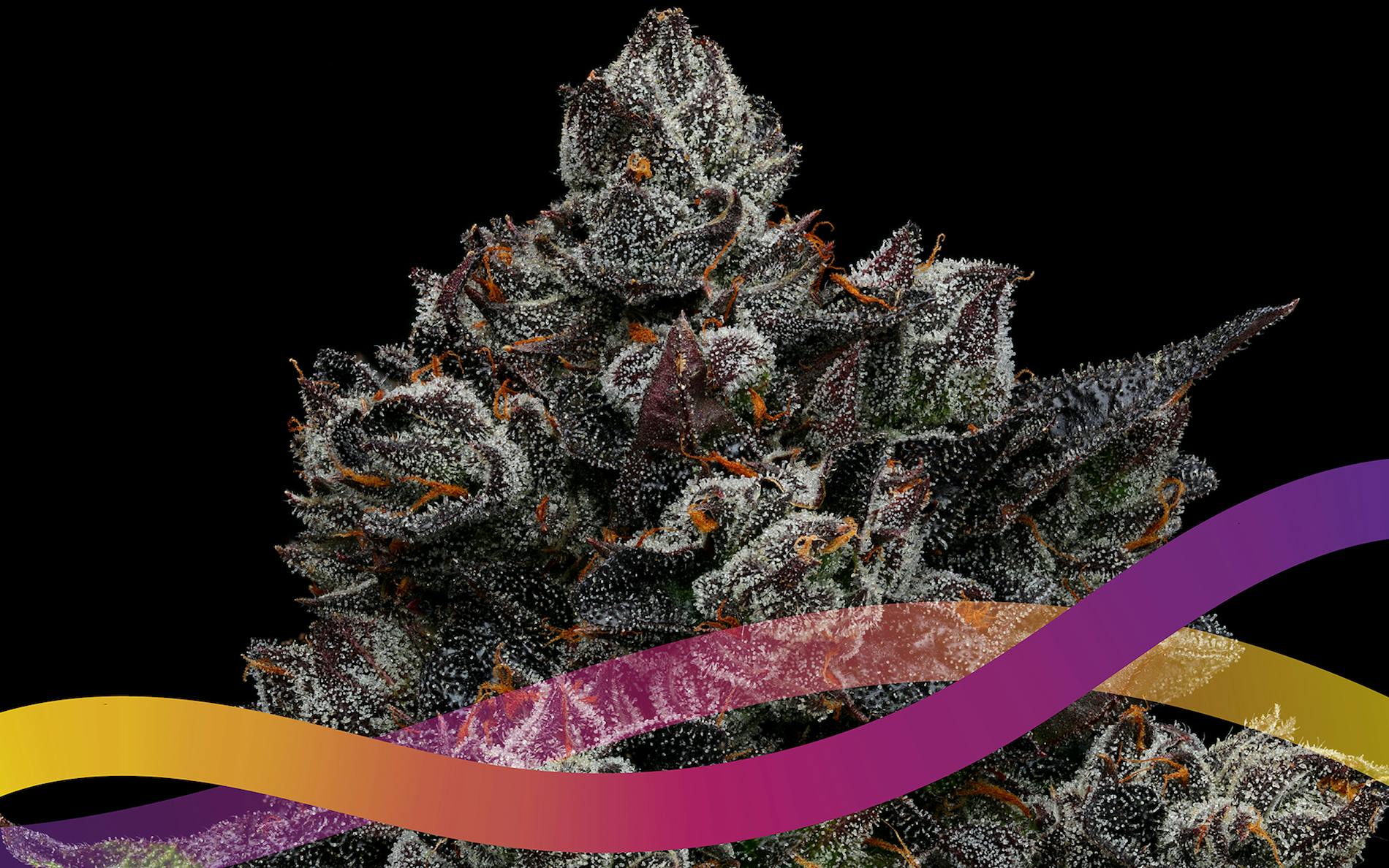 Leafly Strain of the Year 2020 is—Runtz! image