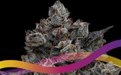 Runtz is Leafly's Strain of the Year 2021.