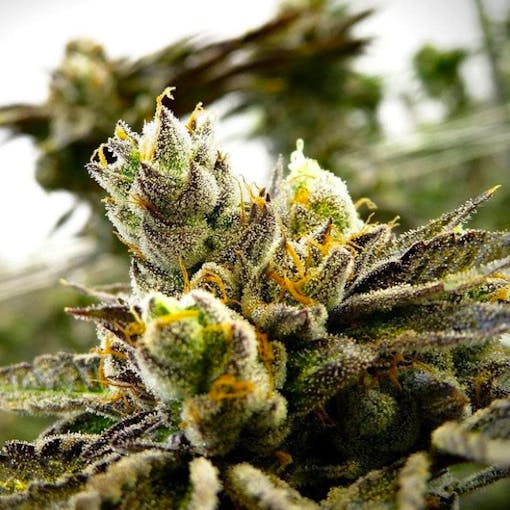 Red River Pharms and Exotic Genetix Tina elevated Oklahoma. (Courtesy Red River Pharms)