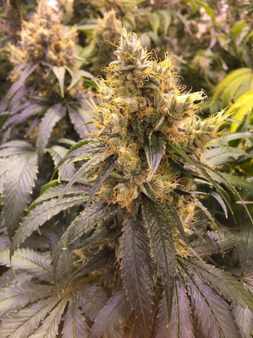 Pagosa Therapeutics’ Jabberwocky (Courtesy Pagosa Therapeutics)