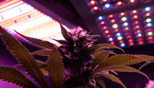 LED grow light