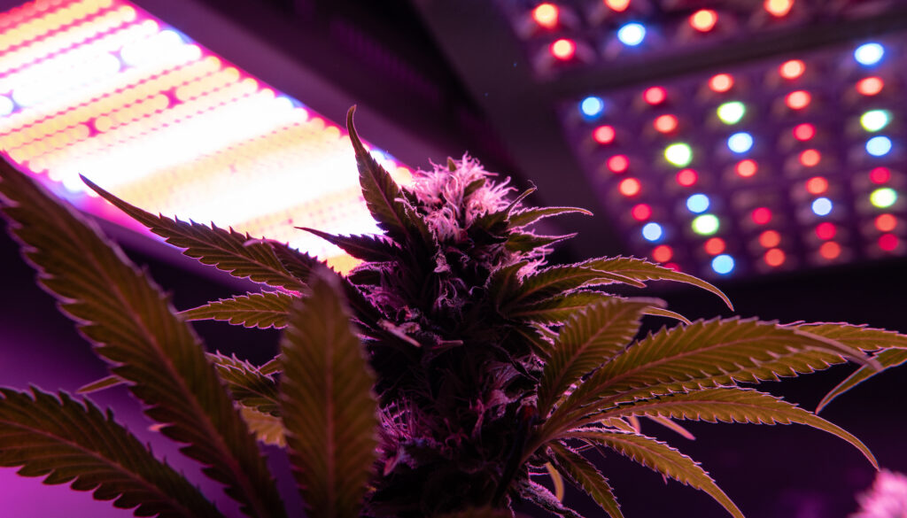 How to Choose the Best Lights for Growing Weed | Leafly