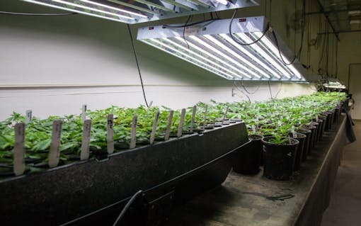CFL marijuana grow light
