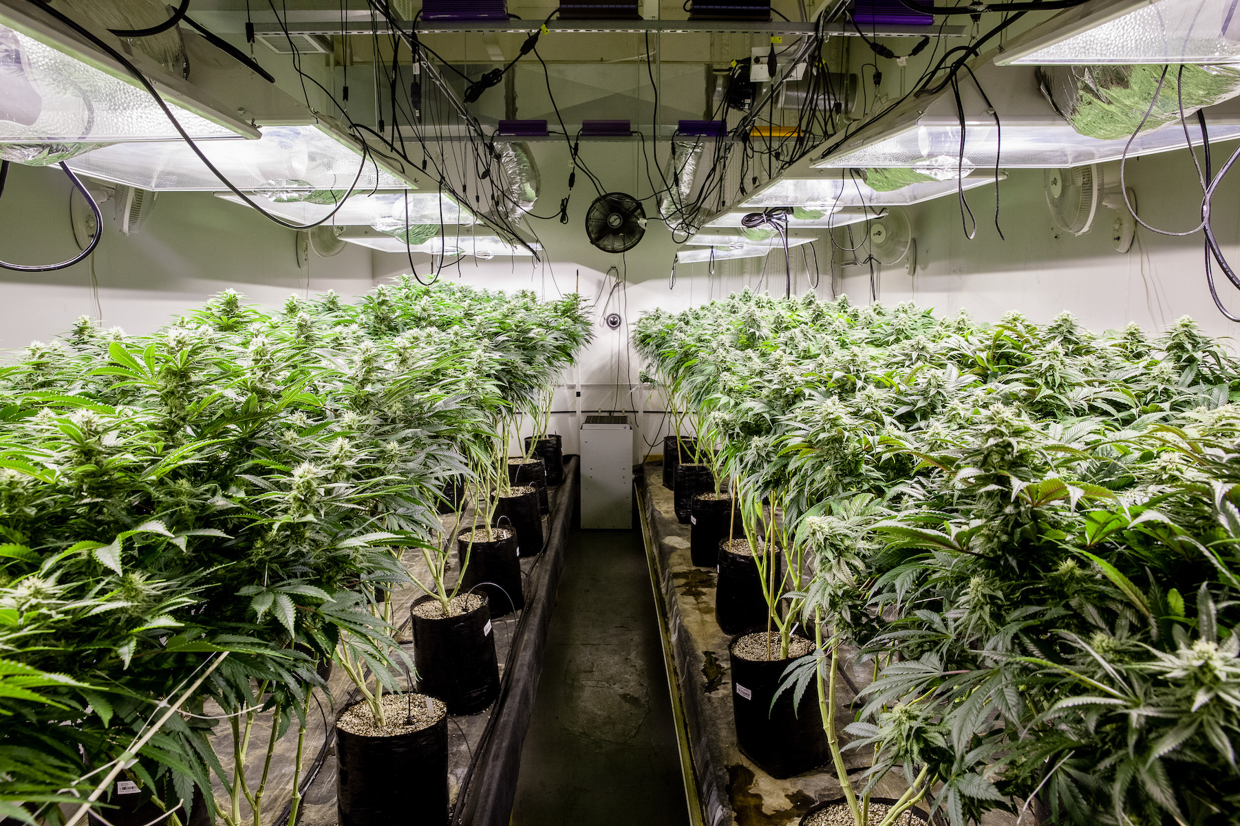 Bukser Mew Mew Dronning How to Choose the Best Lights for Growing Weed | Leafly