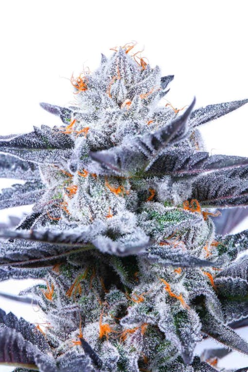 Gushers (photo by Chewberto courtesy Connected) web copy