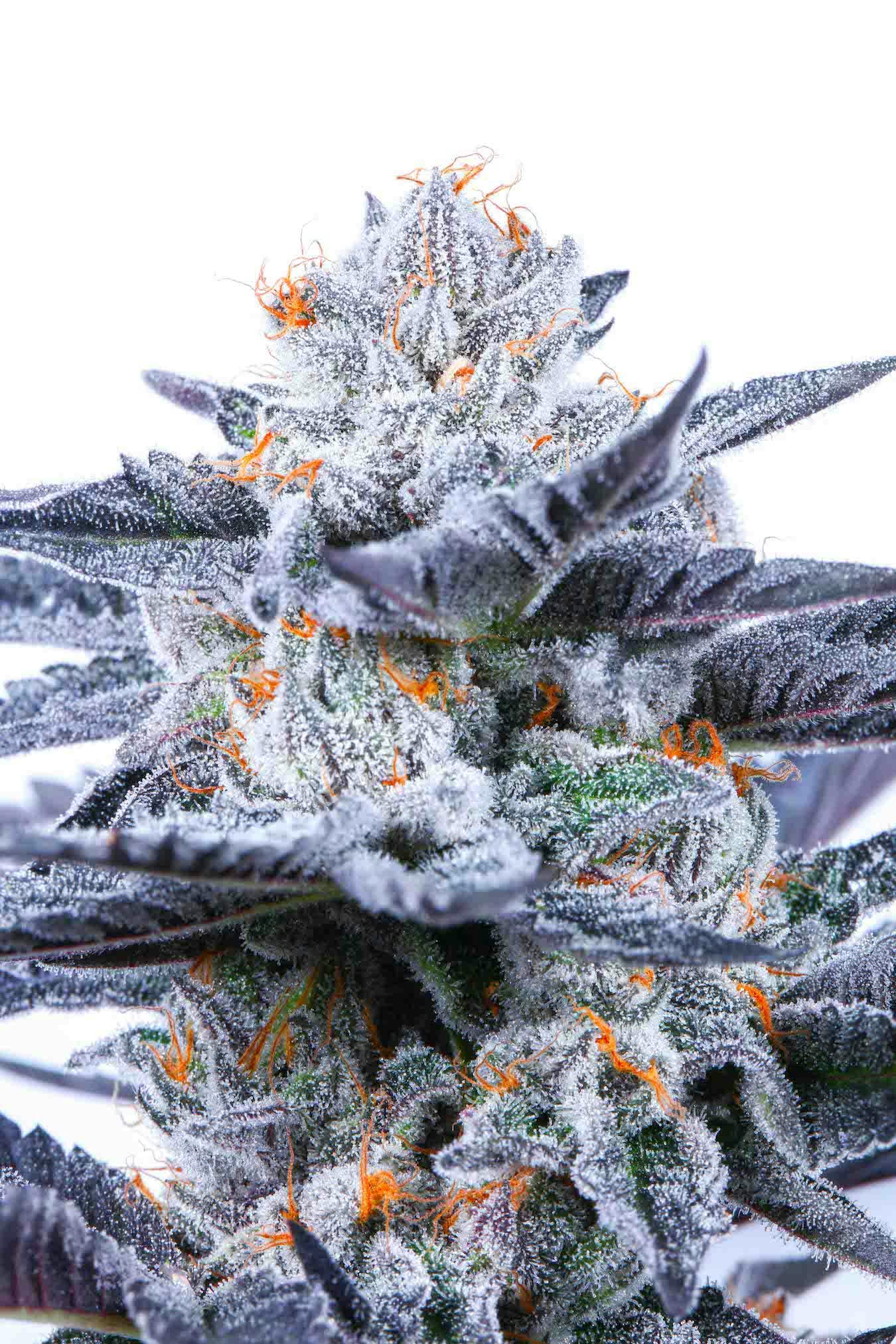 Kush Cookies Allbud 27 - v6fn7cn
