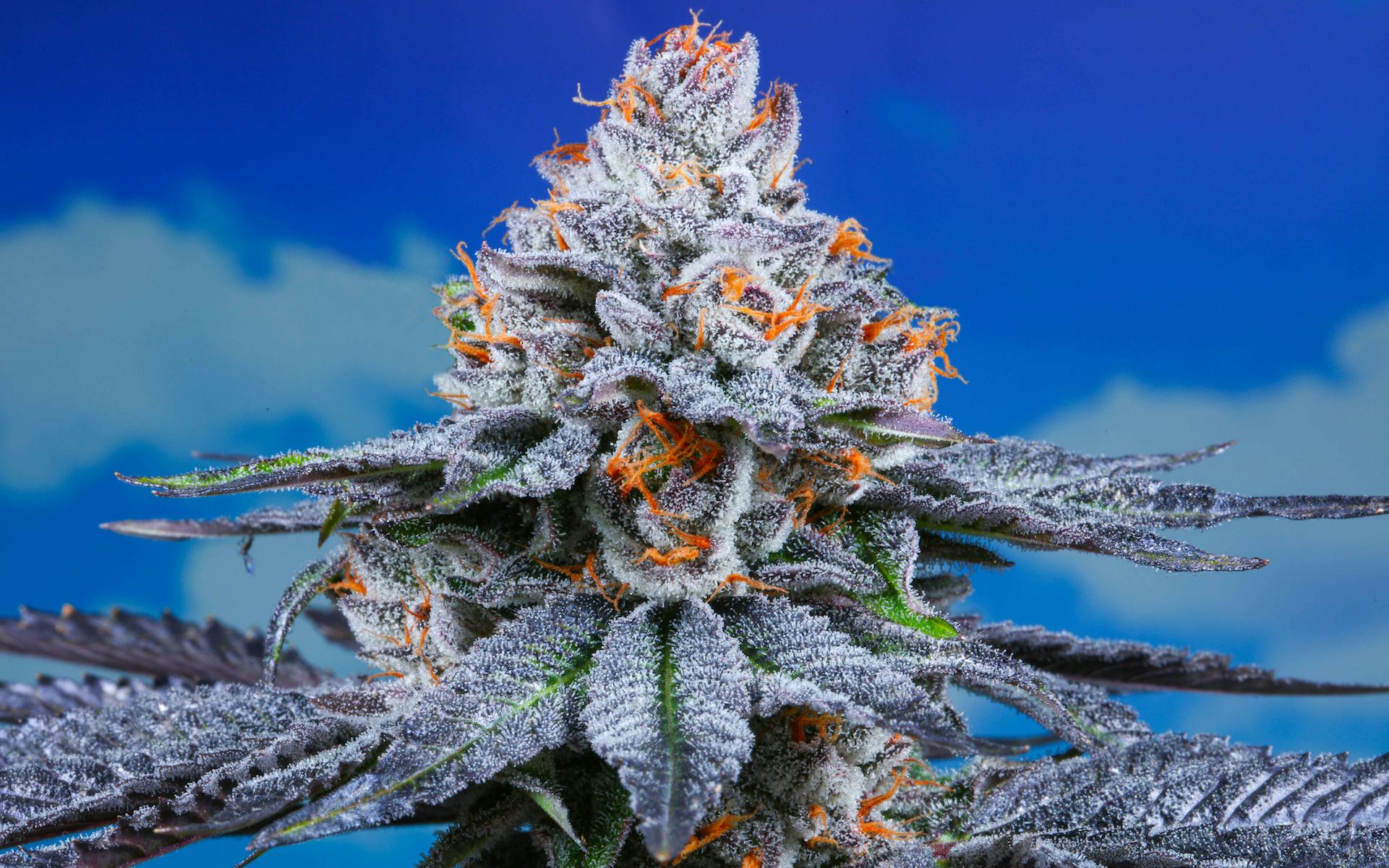 8 cannabis cultivars trending up in 2021 image