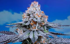 Gelonade (Photo by Chewberto; Courtesy Connected)