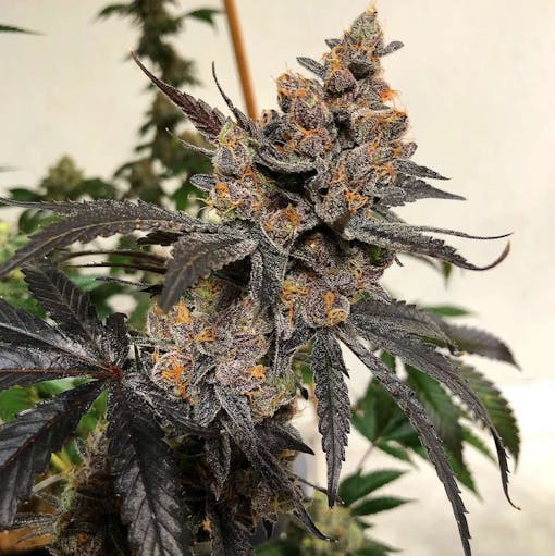 falcon 9 marijuana strain