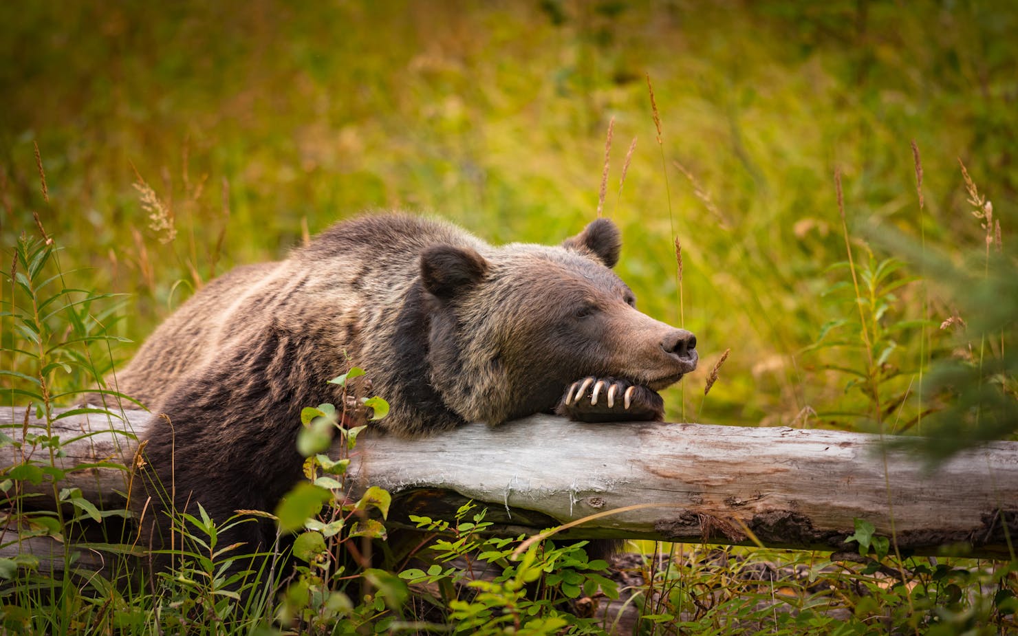 7 weed strains for winter hibernation | Leafly