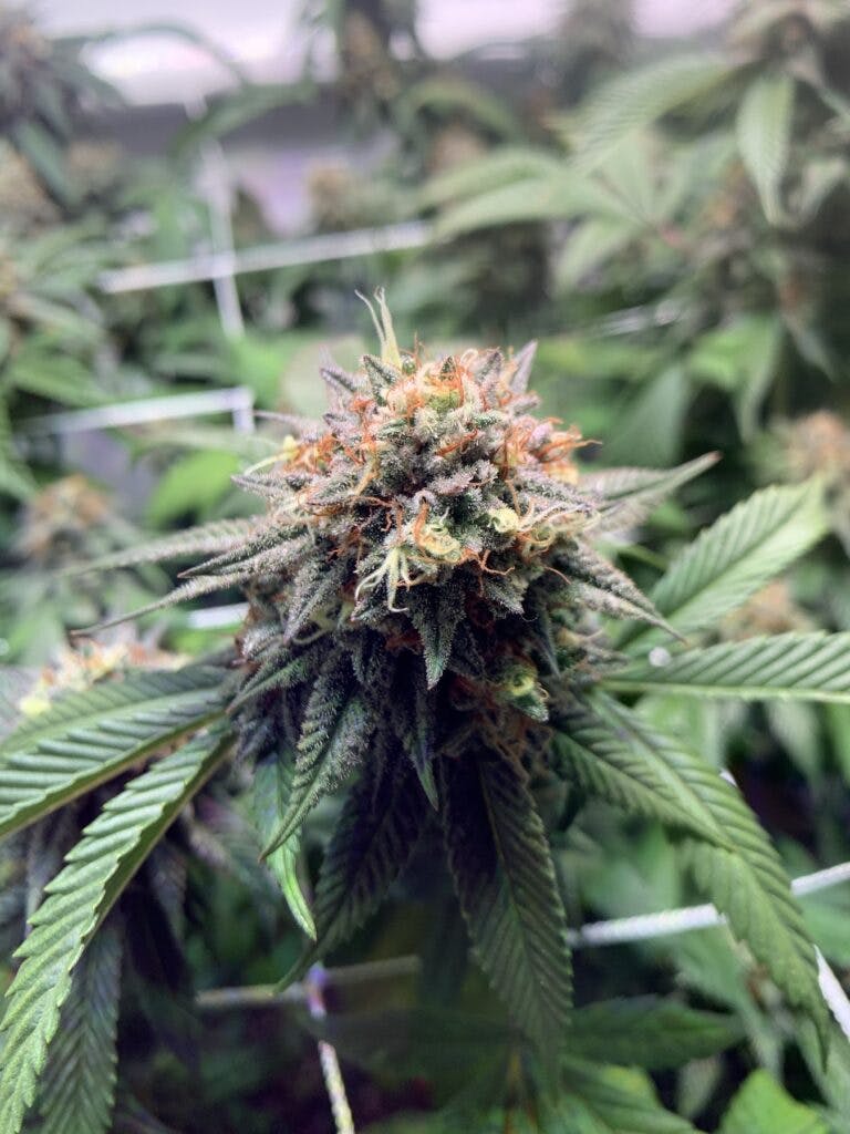 Tank Girl: A close-up of flowering Supreme Diesel under LED light. (David Downs/Leafly)