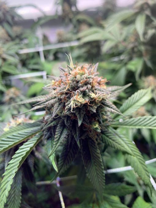 Tank Girl: A close-up of flowering Supreme Diesel under LED light. (David Downs/Leafly)