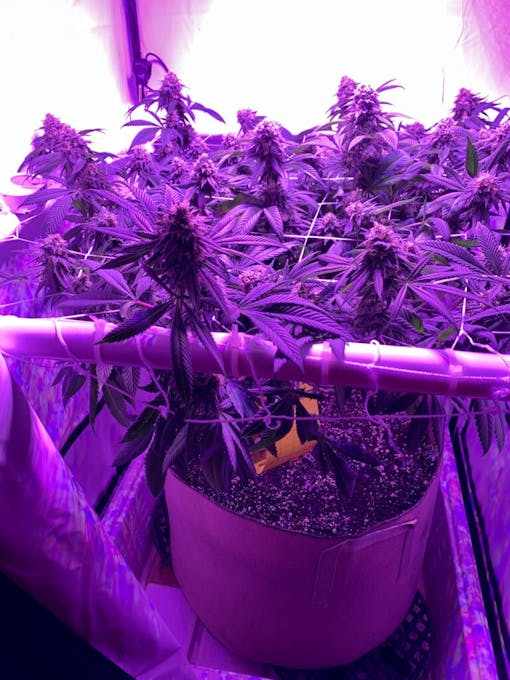 Our 'keep it simple' approach of good dirt and tap water yielded a sweet, berry, creamy 5 ounces of Supreme Diesel. (David Downs/Leafly)