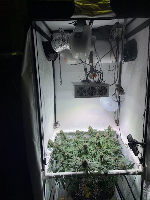 About 40 bud sites finish flowering in this white-balanced photo. (David Downs/Leafly)