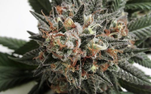 Compound Genetics Supreme Diesel grown in soil under a Black Dog LED 200-watt array. (David Downs/Leafly)