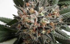 Compound Genetics Supreme Diesel grown in soil under a Black Dog LED 200-watt array. (David Downs/Leafly)