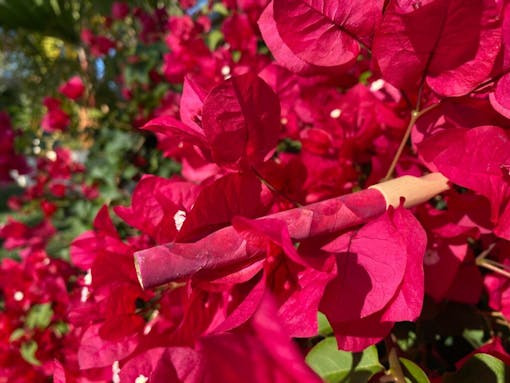 The rose-wrapped blunt from CaliGreenGold.(Courtesy Cali Green Gold)