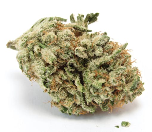 Archive Seeds Lemon Cane (David Downs/Leafly)