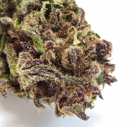 Humboldt Seed Co Squirt grown by d2 Farms (David Downs:Leafly)