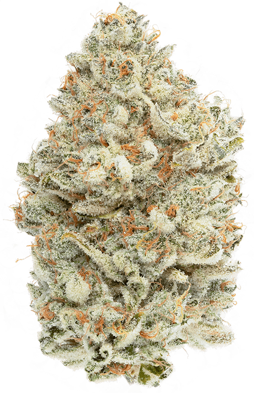 Cereal Milk (Courtesy Cannabiotix)