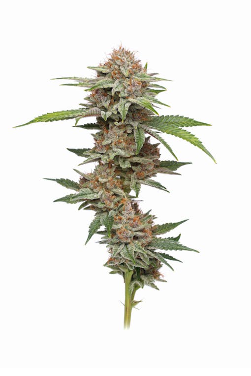 Blueberry Muffin. (Courtesy Humboldt Seed Company)