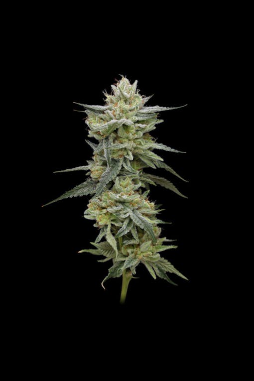 A stem of Jelly Rancher flower. (Courtesy Humboldt Seed Company)