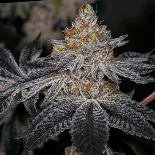 ETHOS Genetics' End Game cross {unch Line. (Courtesy ETHOS Genetics)