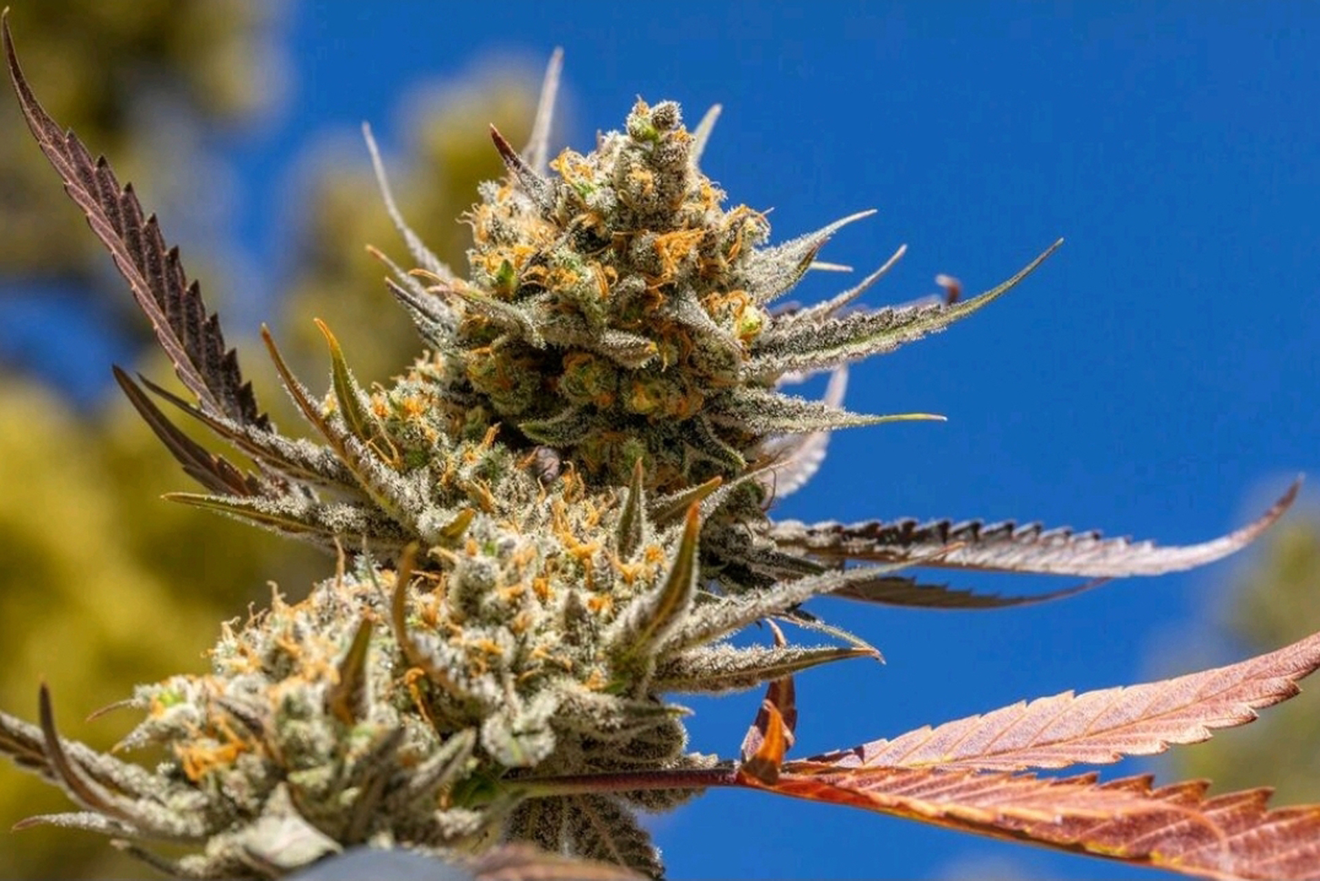 photo of The best new cannabis strains to grow in 2021 image