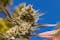 Best cannabis seeds 2021