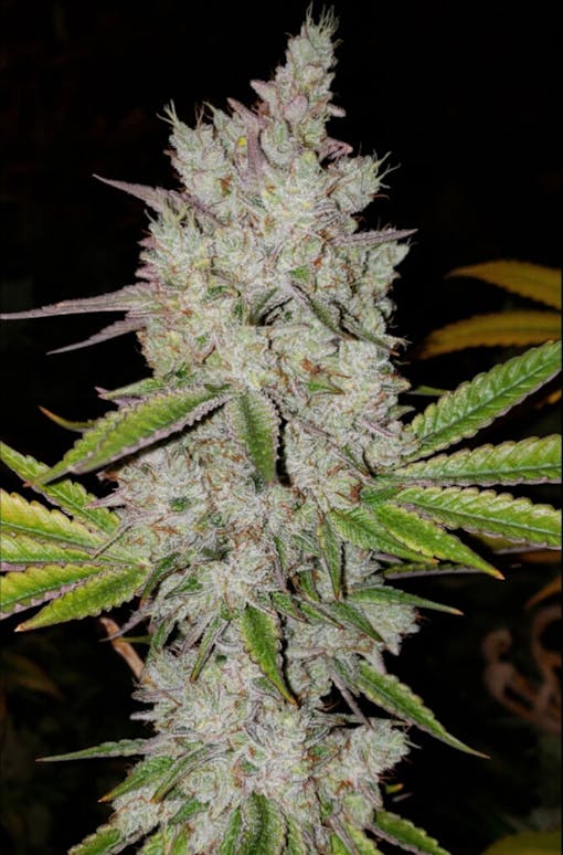ETHOS Genetics' Lilac AutoDiesel runs auto-magically. (Courtesy ETHOS Genetics)